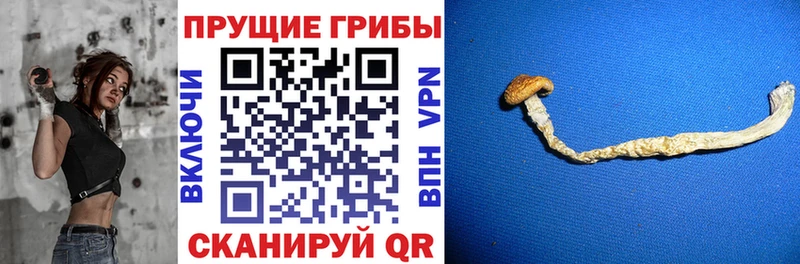 Псилоцибиновые грибы Psilocybine cubensis  закладка  Борзя 